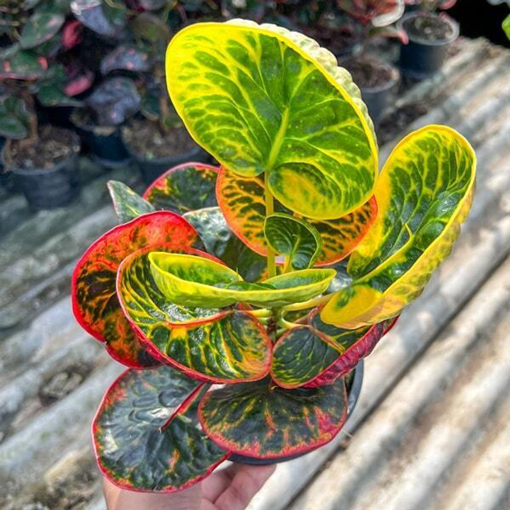 Кротон TALING CHAN