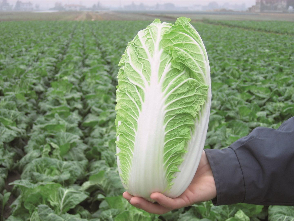 Эмико F1 семена капусты пекинской (Bejo / Бейо)