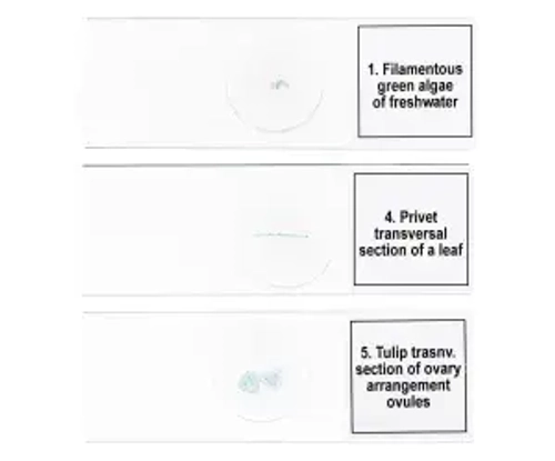 Набор микропрепаратов Levenhuk Discovery Prof DPS 5. «Биология»