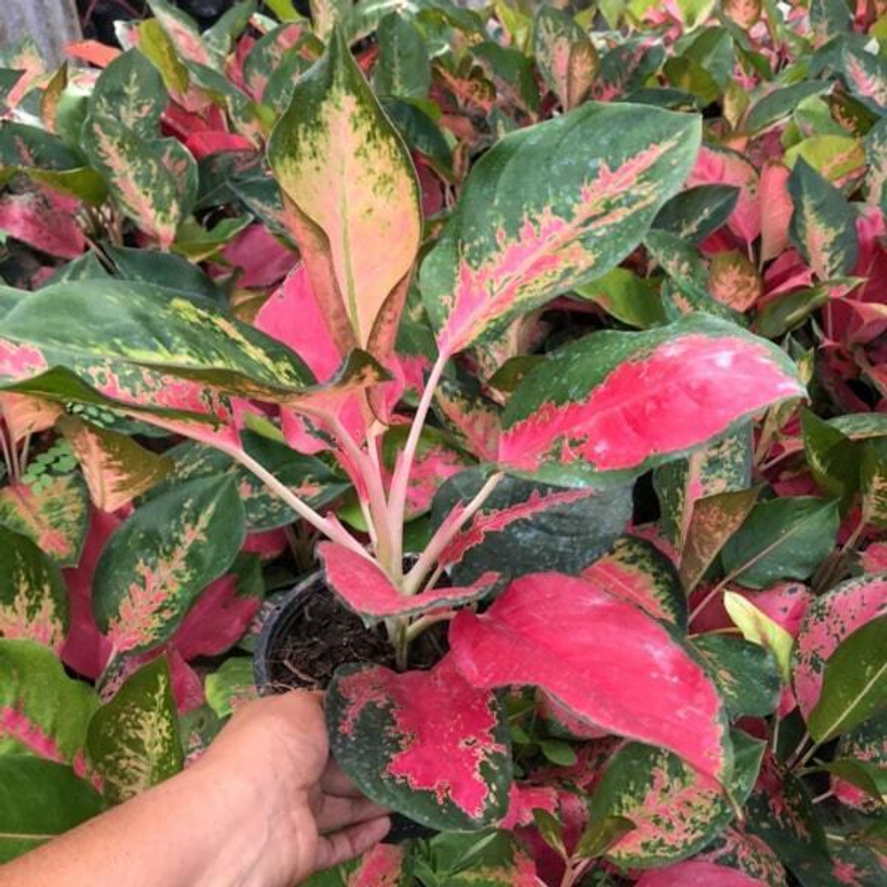 Аглаонема CHANG DAENG / RED ELEPHANT