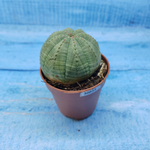 Euphorbia Obesa (Эуфорбия)