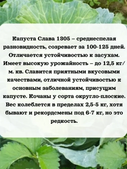 Семена капуста набор для хранения и квашения 3 шт(А,С,З)