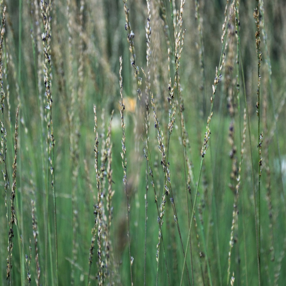 Молиния голубая "Heidebraut". Molinia caerulea "Heidebraut"