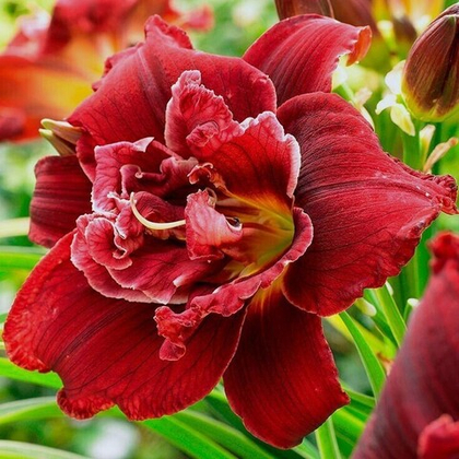 Лилейник гибридный Дабл Ред Ройал