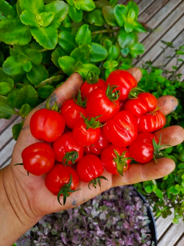 Черри аккордеон сорт томата