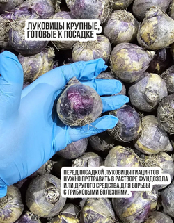 Гиацинт Луковицы цветы, Блу Перл, 3шт