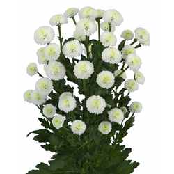 Madiba White Sioma (NL)