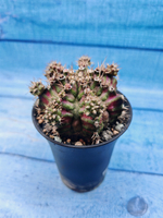 Gymnocalycium T-Rex Pink hybrid (Гимнокалициум)