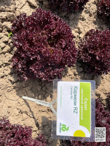 Кармези семена салата лолло росса (Rijk Zwaan / Райк Цваан) в поле – фото 12