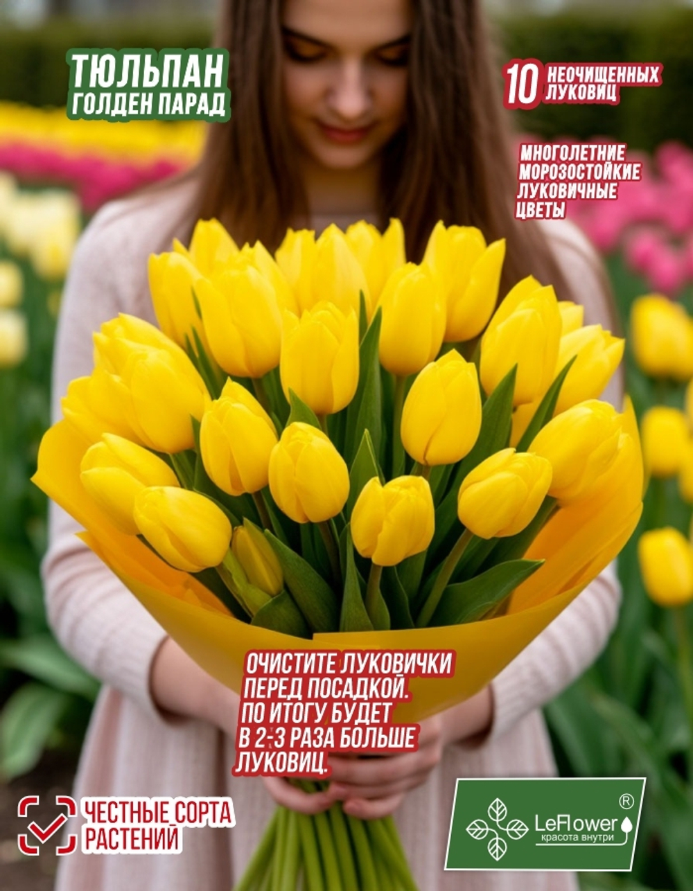Тюльпан Луковица, Голден Парад, 10шт