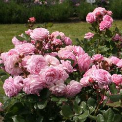 Розенграфин Мария Генриетта (Rosengräfin Marie Henriette)