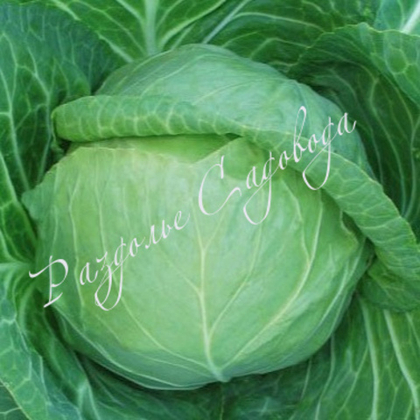 Капуста белокочанная ранняя (цена 6шт)