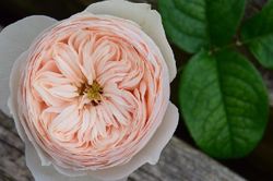 Эмма Вудхаус (Emma Woodhouse)