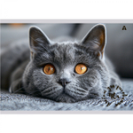 Альбом для рисования А4 40л, Alingar, гребень, мелованный картон(стандарт) 210г/м2, офсет 100 г/м2,, "Котик", 1 дизайн в пленке т/у