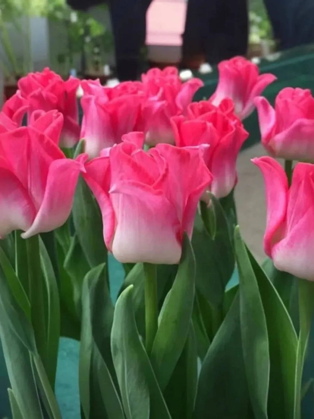 Тюльпан Экзотический Краун оф Династи