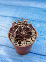 Gymnocalycium Friedrichii (Гимнокалициум)