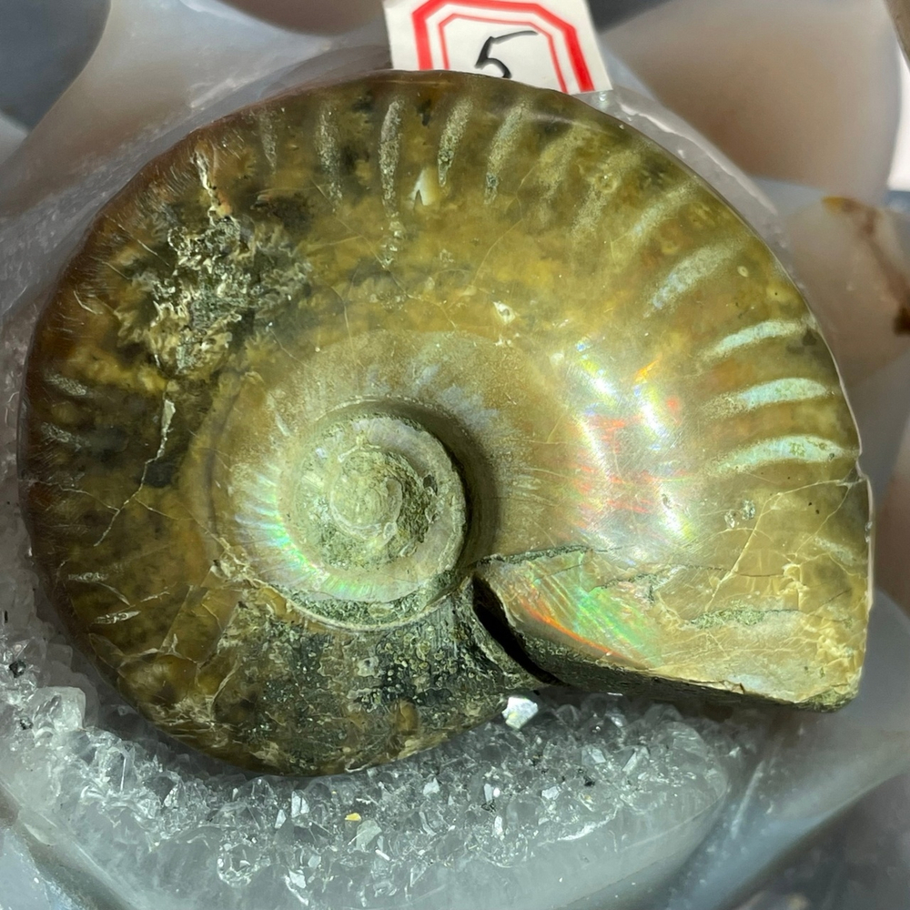 30622 * Аммонит Бусина 54-55мм-77