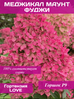 Меджикал Маунт Фуджи гортензия метельчатая