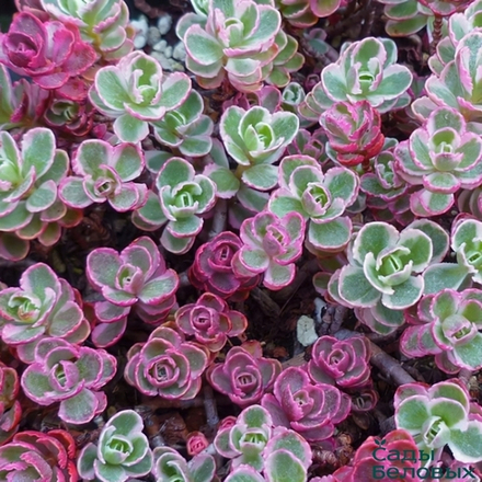 Очиток ложный Триколор С2