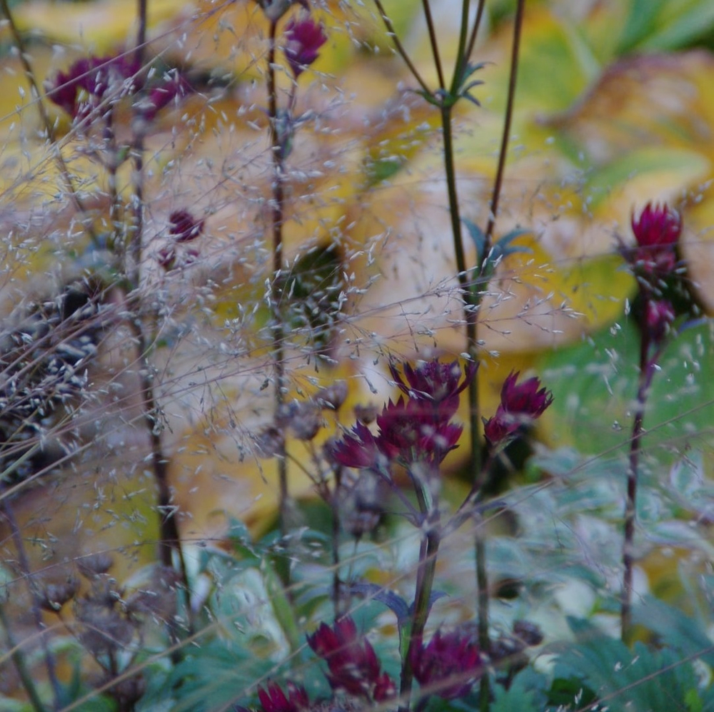 Астранция большая "Claret". Astrantia major "Claret".