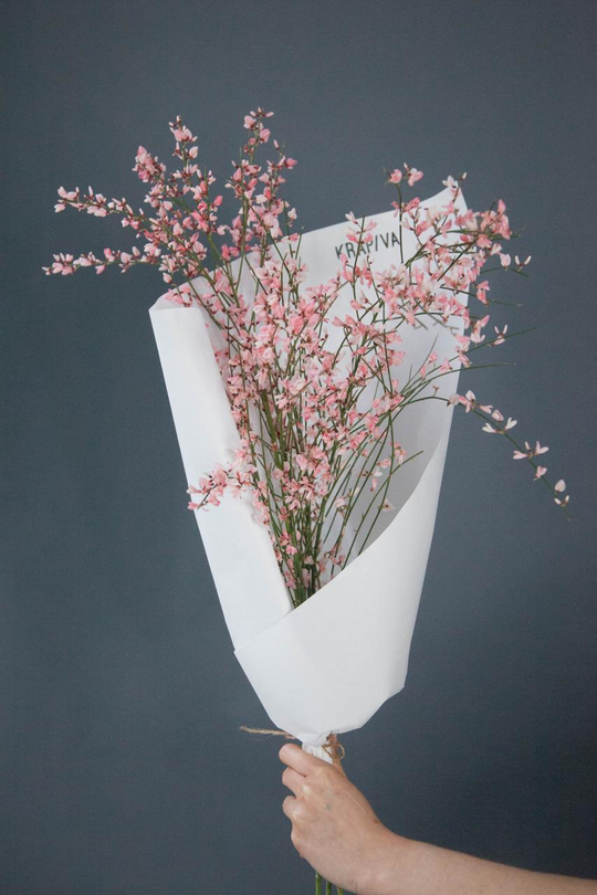 Монобукет Гениста Pink