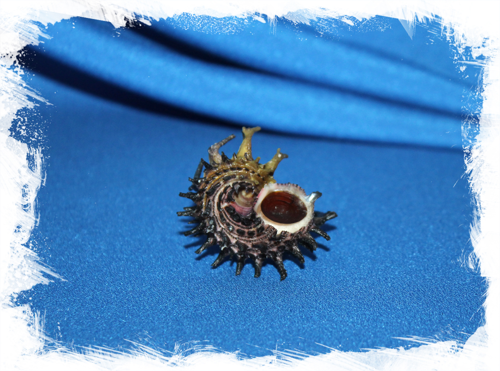 Ангария Поупа с крышечкой, Angaria poppei operculum