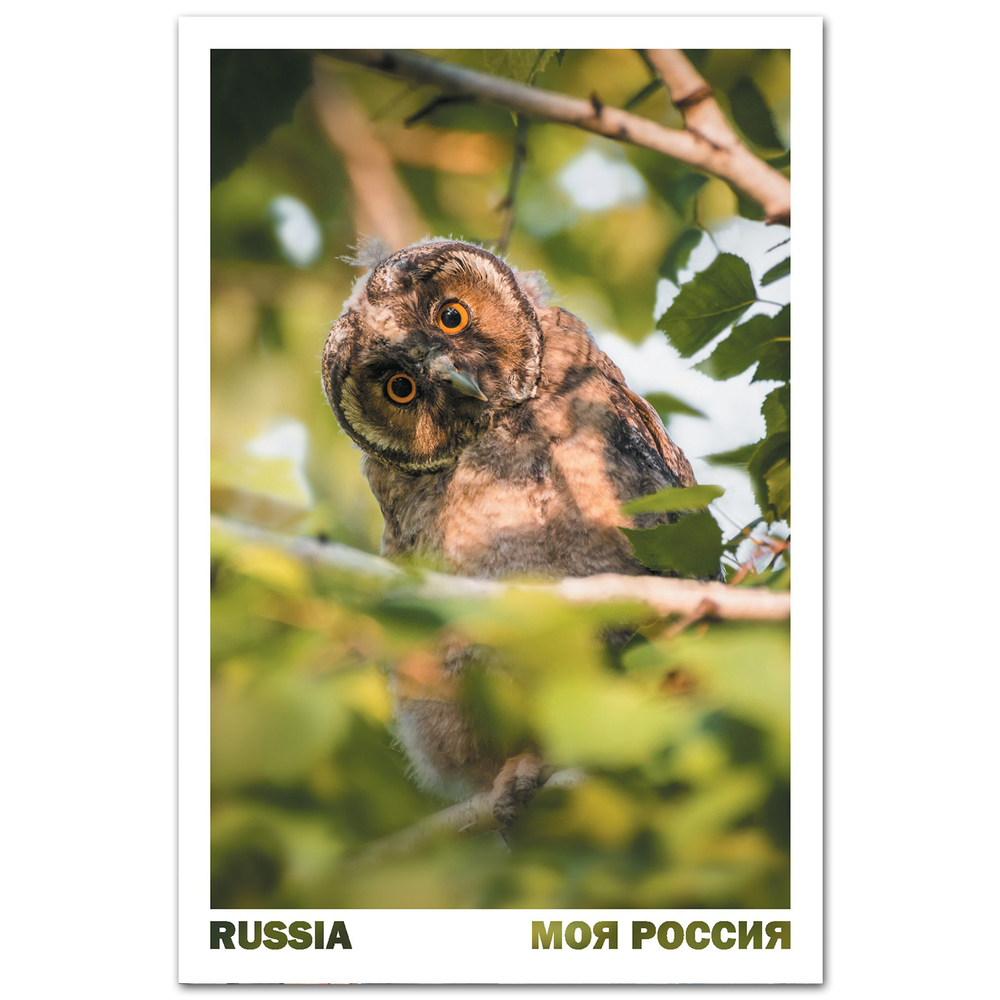 Совёнок ушастой совы. Омская область