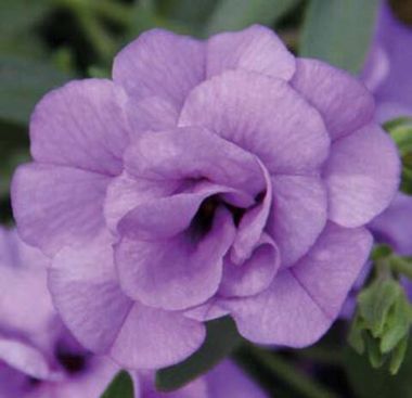 19379 Калибрахоа Calita Double Sky Blue (Весна 2026)