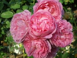 Мэри Роз (Mary Rose)