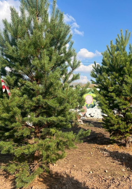 Самые свежие и красивые растения 2026 года