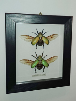 Жук Chrysina erubescens пара в рамке