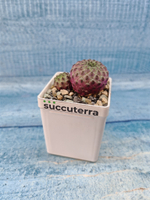 Sulcorebutia rauschii (Сулькоребуция)