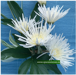 Корейская хризантема Перлинка белая ☘ з.11 🌿  (отгрузка  Сентябрь)
