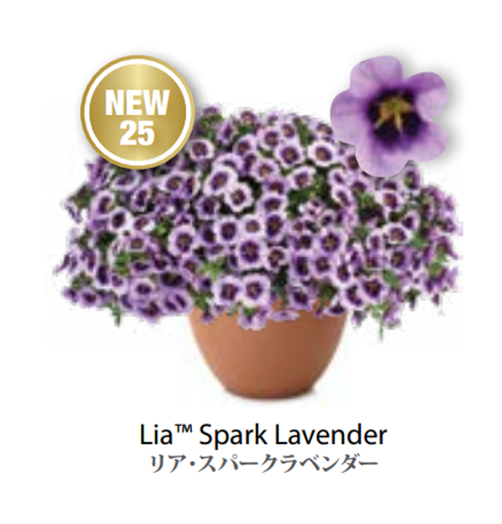 ЕВРО Calibrachoa Lia Spark Lavender укорененный черенок середина декабря 25