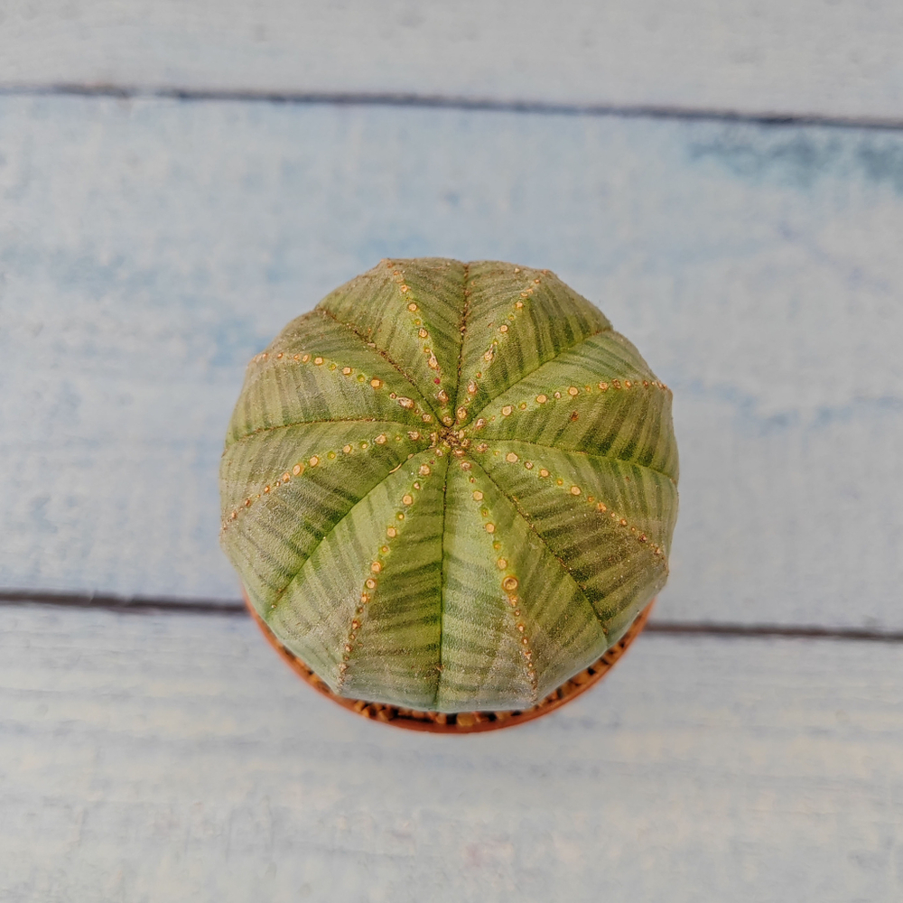 Euphoria Obesa (Эуфорбия)