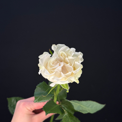 Роза cotton expression / 1 шт