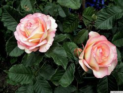 Парфюм Киссес (Perfume Kisses)