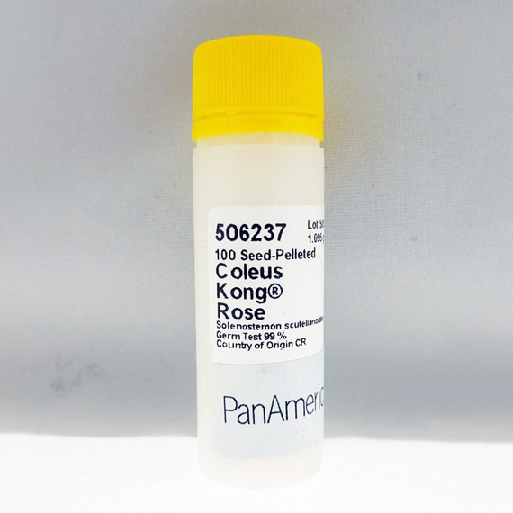 КОЛЕУС БЛЮМЕ KONG ROSE семена цветов (PanAmerican Seed | Alexagro) – фото 6