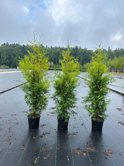 Туя западная Брабант до 50