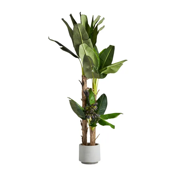 Банановое растение PLATANERO