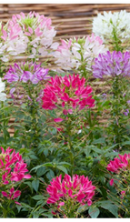 Клеома Хасслериана SPARKLER 2.0 MIX