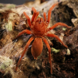 Паук-птицеед Orphnaecus philippinus (Selenobrachys philippinus)