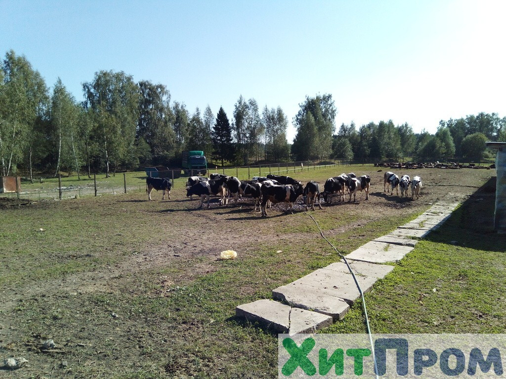 Линия ритуального убоя КРС 50 голов/смена и МРС 800 голов/смена для Турецкого представительства. Московская область