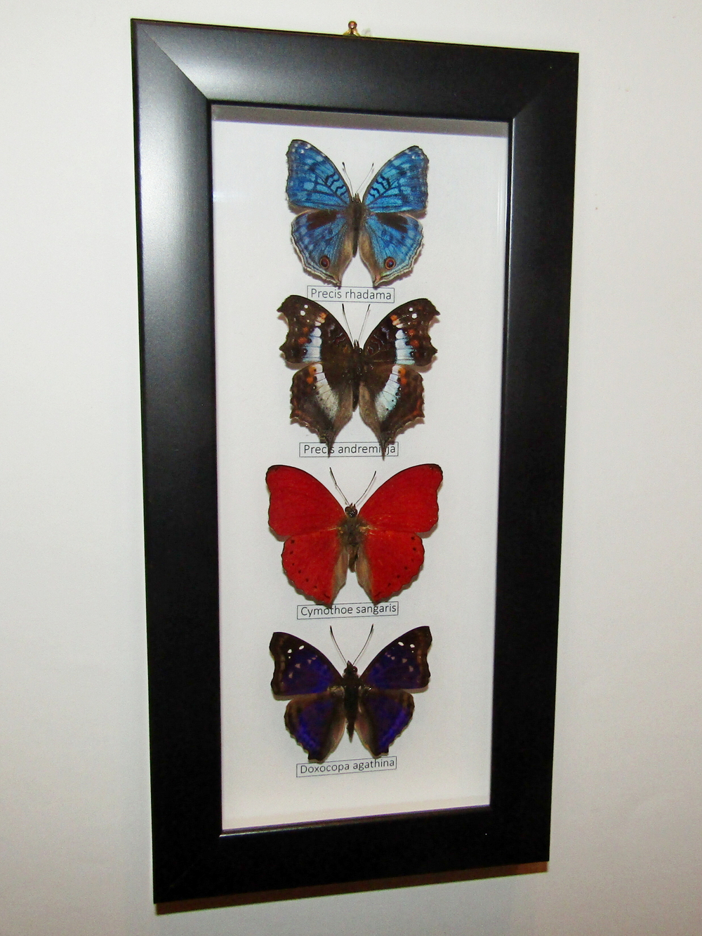 Бабочки рода Precis в рамке