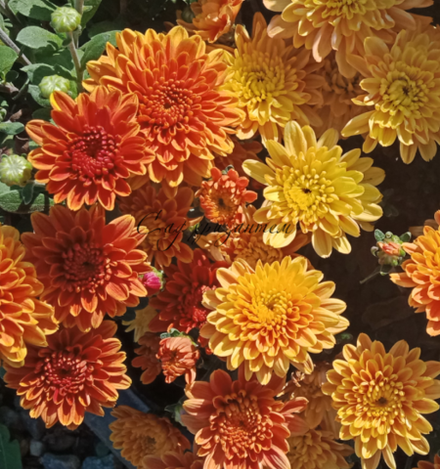 Хризантема мультифлора Livingston parme /м.65/поставка весна 2026г/