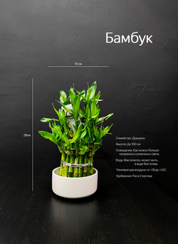 Бамбук Лаки (Lucky Bamboo)