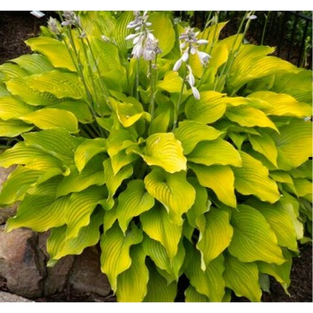 Хоста гибридная Ки Рен Джьяку С2