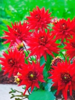 Георгин бордюрный Ред Пигми