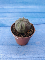 Euphorbia Obesa (Эуфорбия)