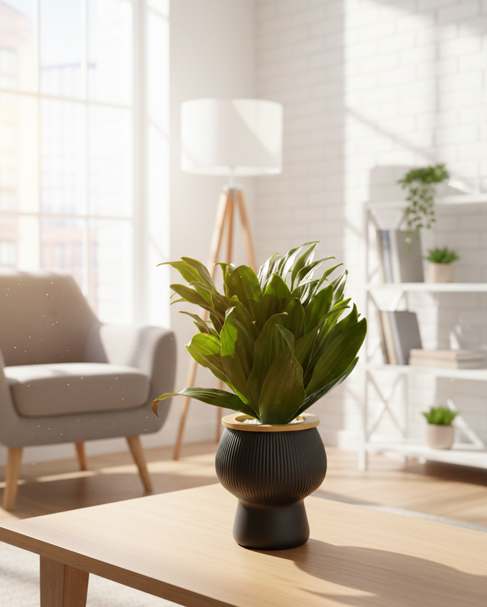 Драцена Sun God д. 11